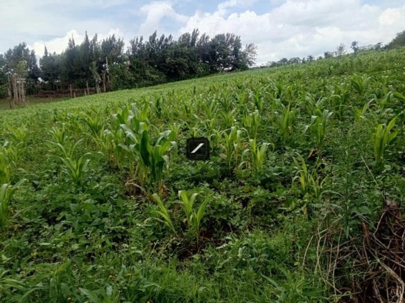 2dbb2553 0c8f 44c7 b86c 5d73446714f8